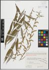 Foto von Salix alba subsp. vitellina (L.) Arcang. x Salix babylonica L.